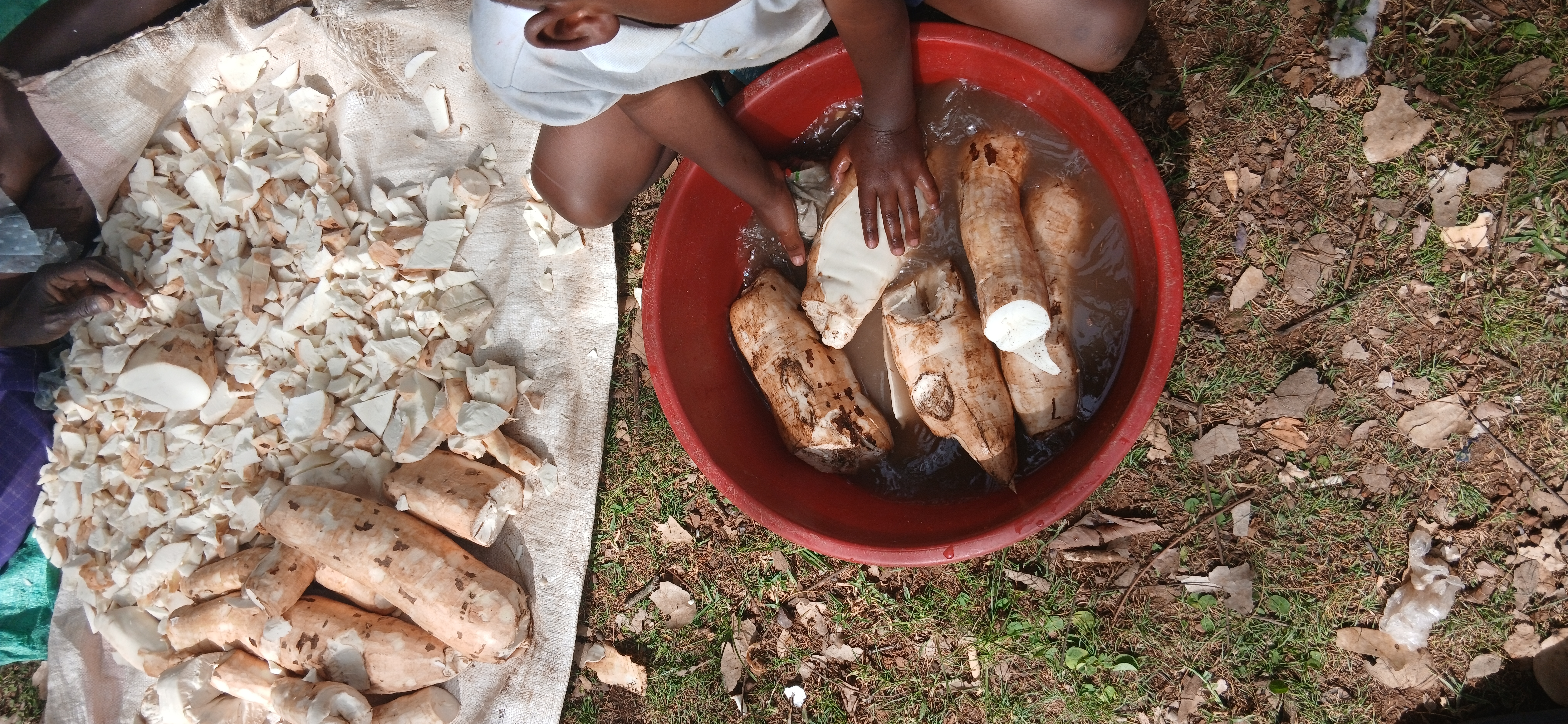 Cassava Processing Final Stage